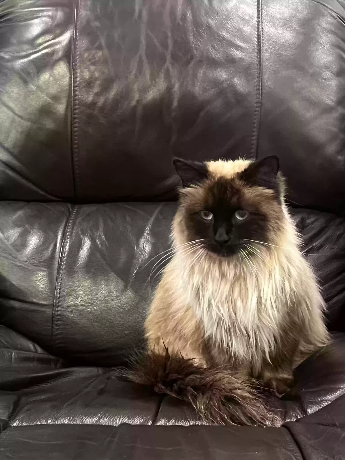 Lost cat in Rancho Cucamonga, CA, 91737