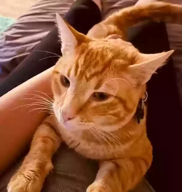 Lost cat in Glendale, AZ, 85301
