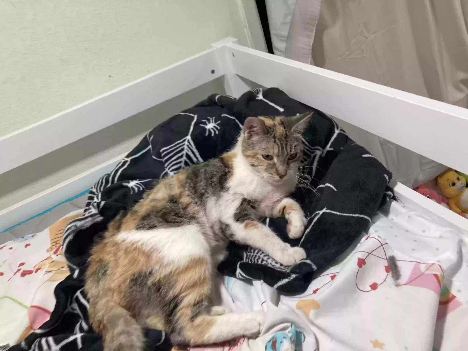Lost cat in Carmichael, CA, 95608