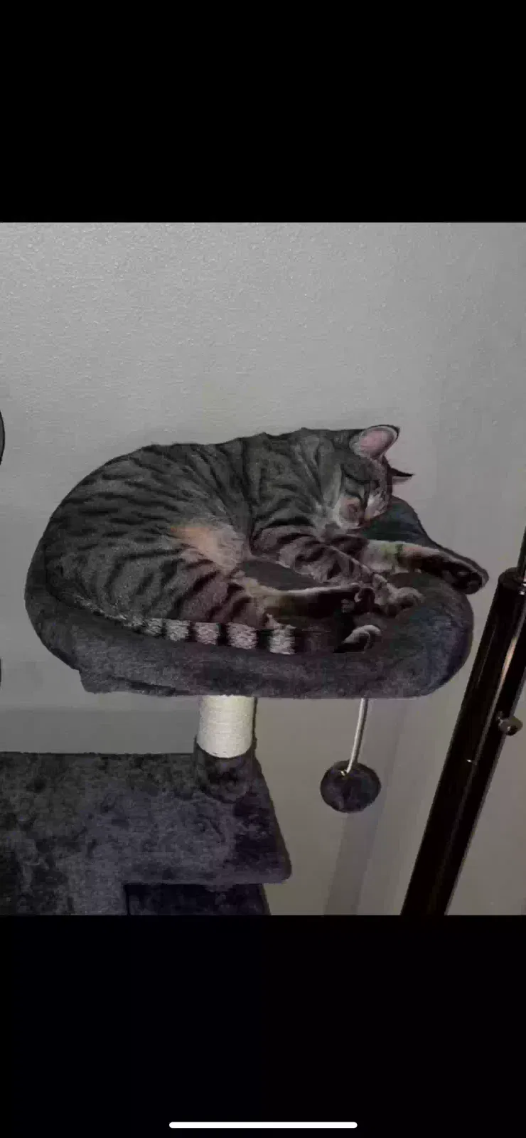 Lost cat in Meridian, ID, 83642