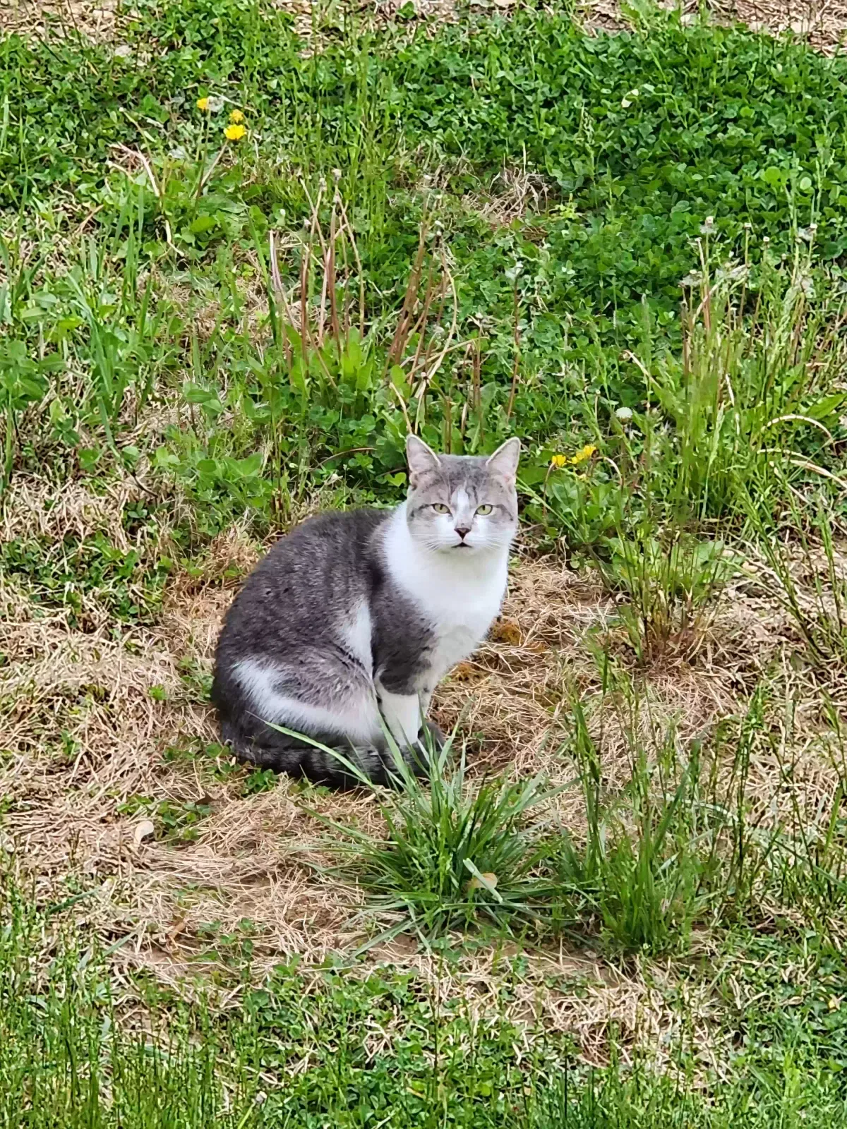 Found cat in Hampstead, MD, 21074