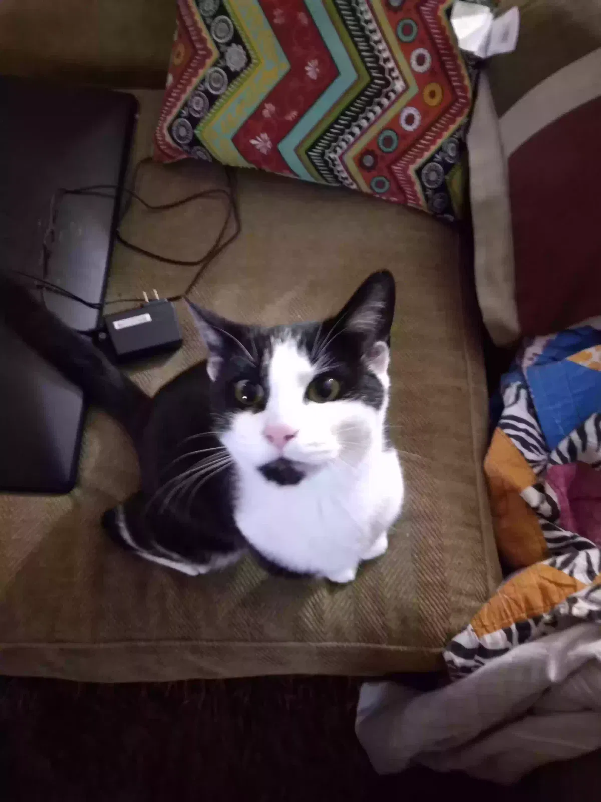 Lost cat in Chattanooga, TN, 37406