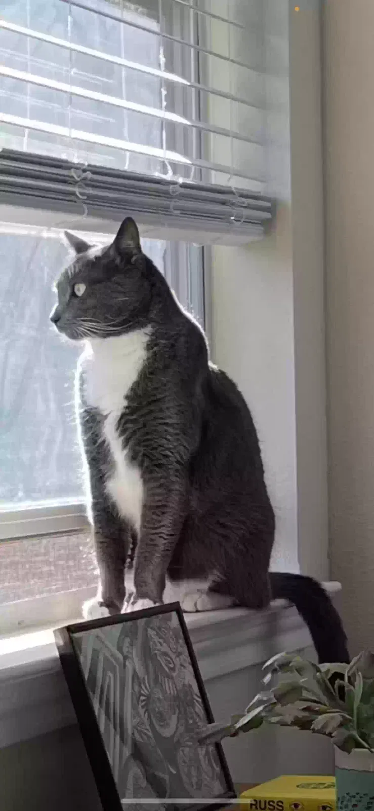 Lost cat in League City, TX, 77573