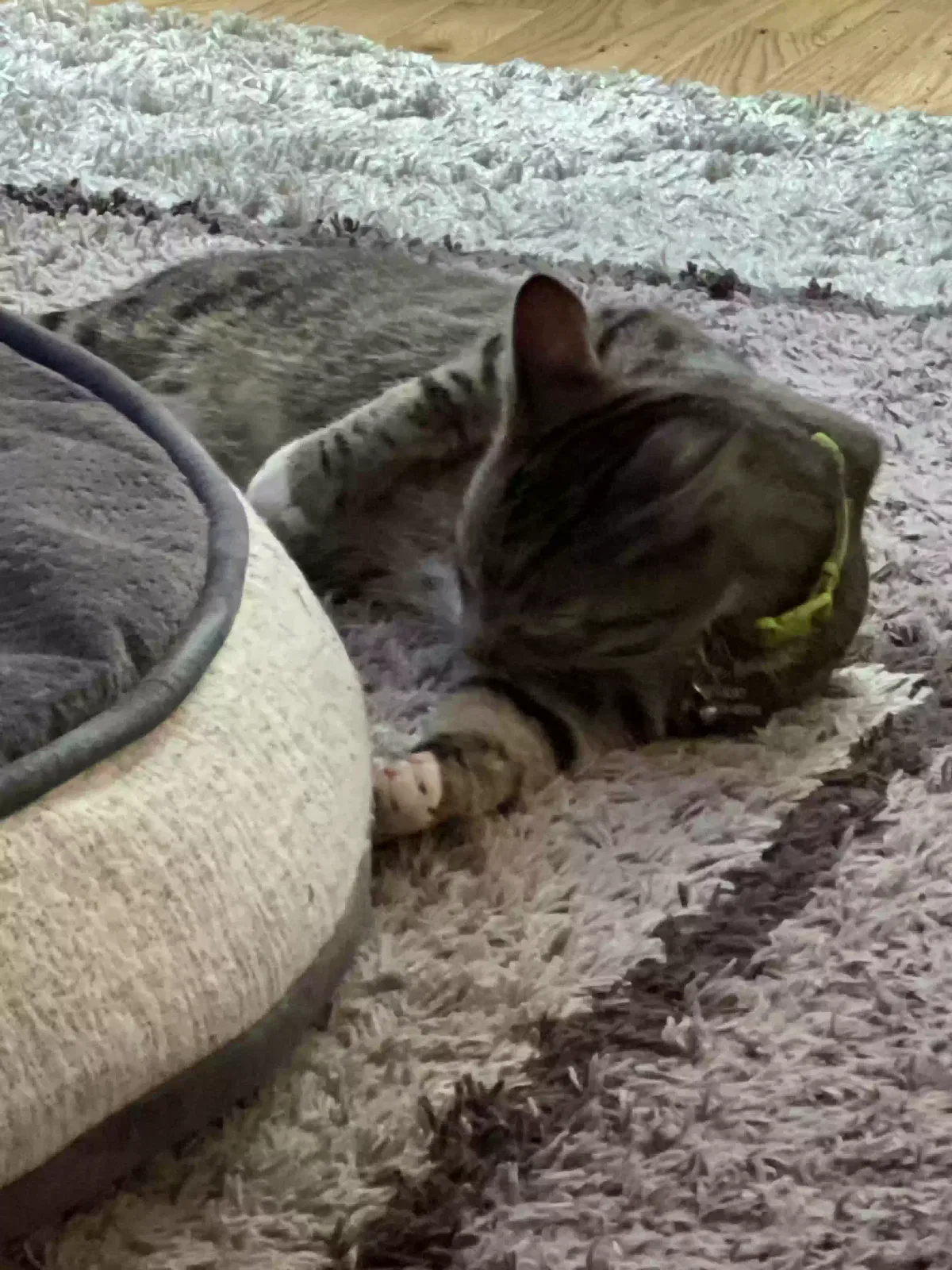 Found cat in Spanaway, WA, 98387