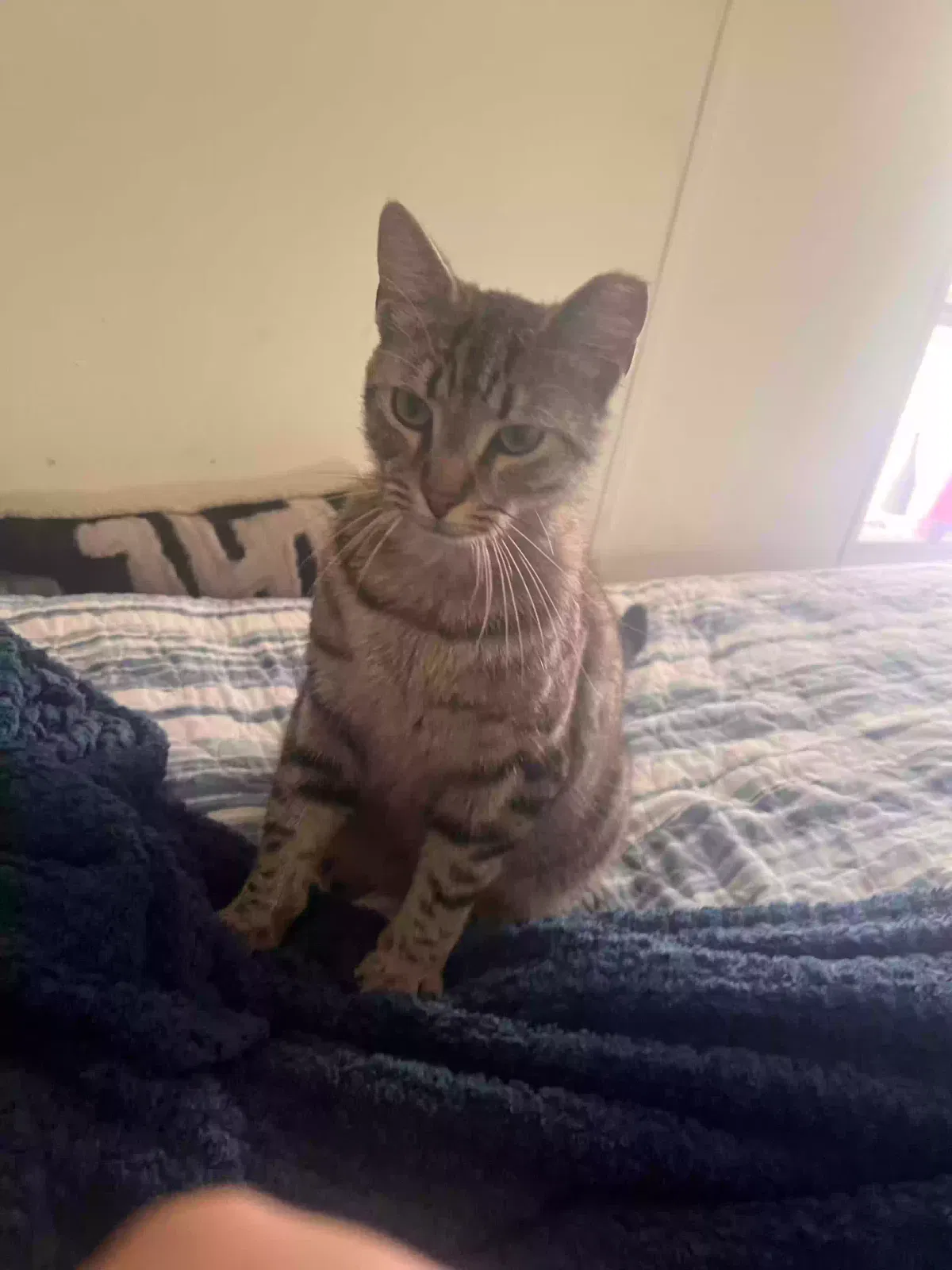 Lost cat in Saint Augustine, FL, 32080