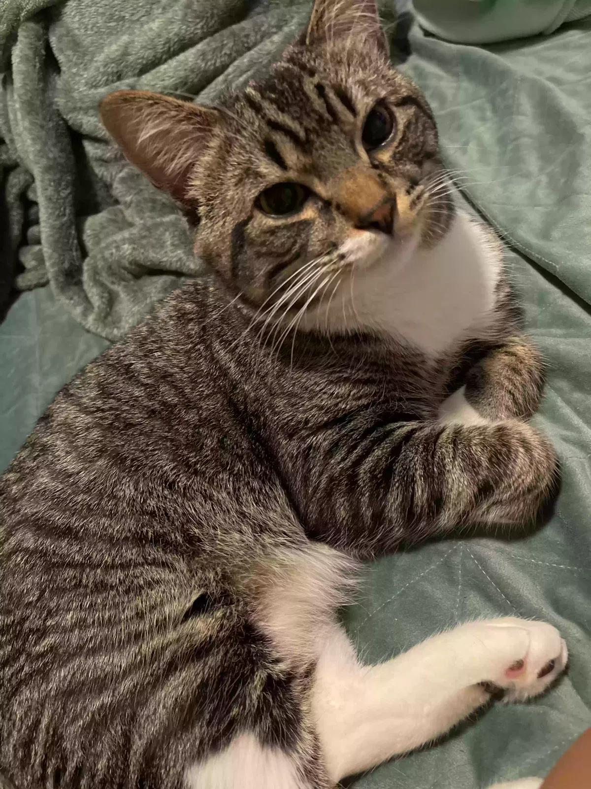 Lost cat in Portland, OR, 97229