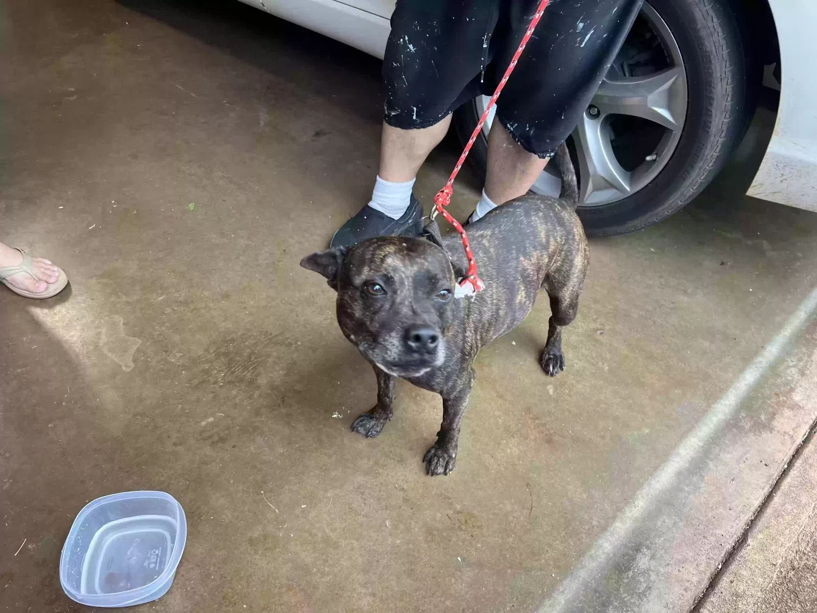 Found dog in Aiea, HI, 96701