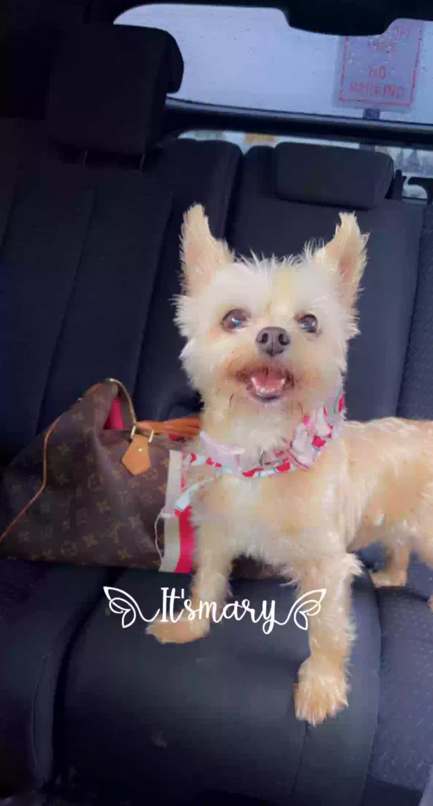 Lost dog in Verona, PA, 15147