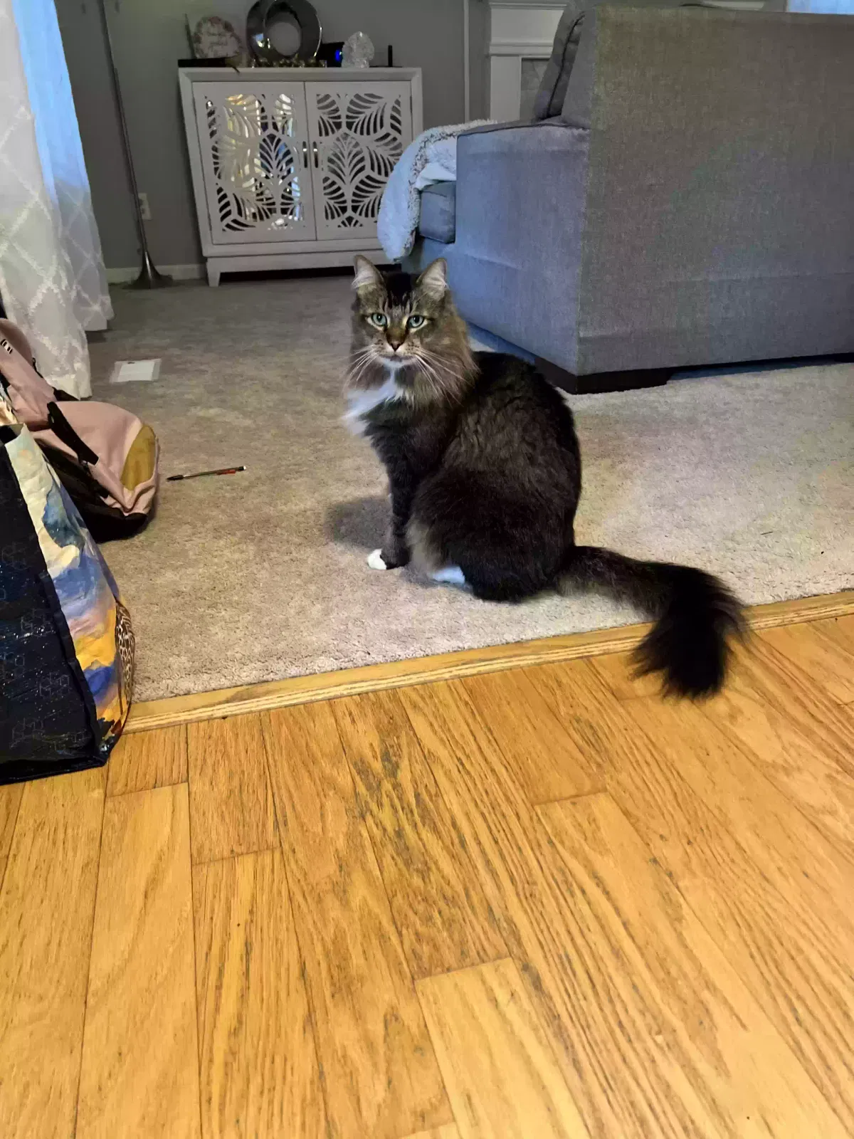 Lost cat in Greensboro, NC, 27455