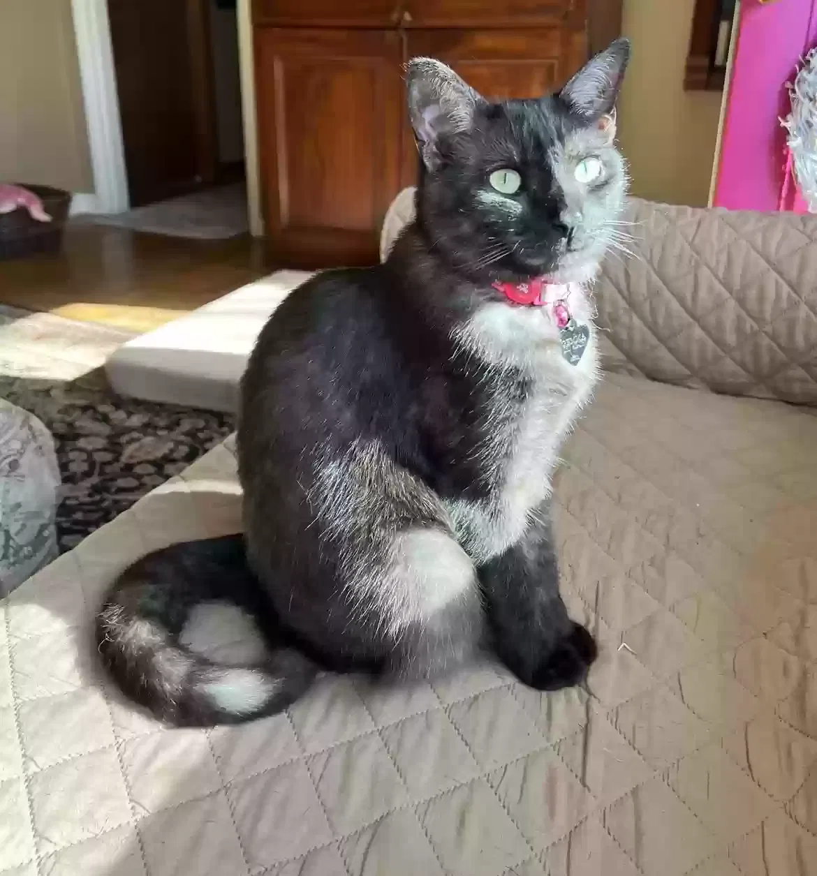 Lost cat in Columbia, TN, 38401