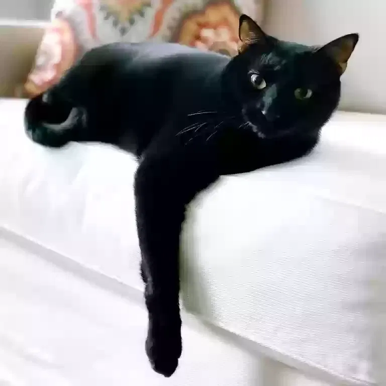 Lost cat in Huntsville, AL, 35801