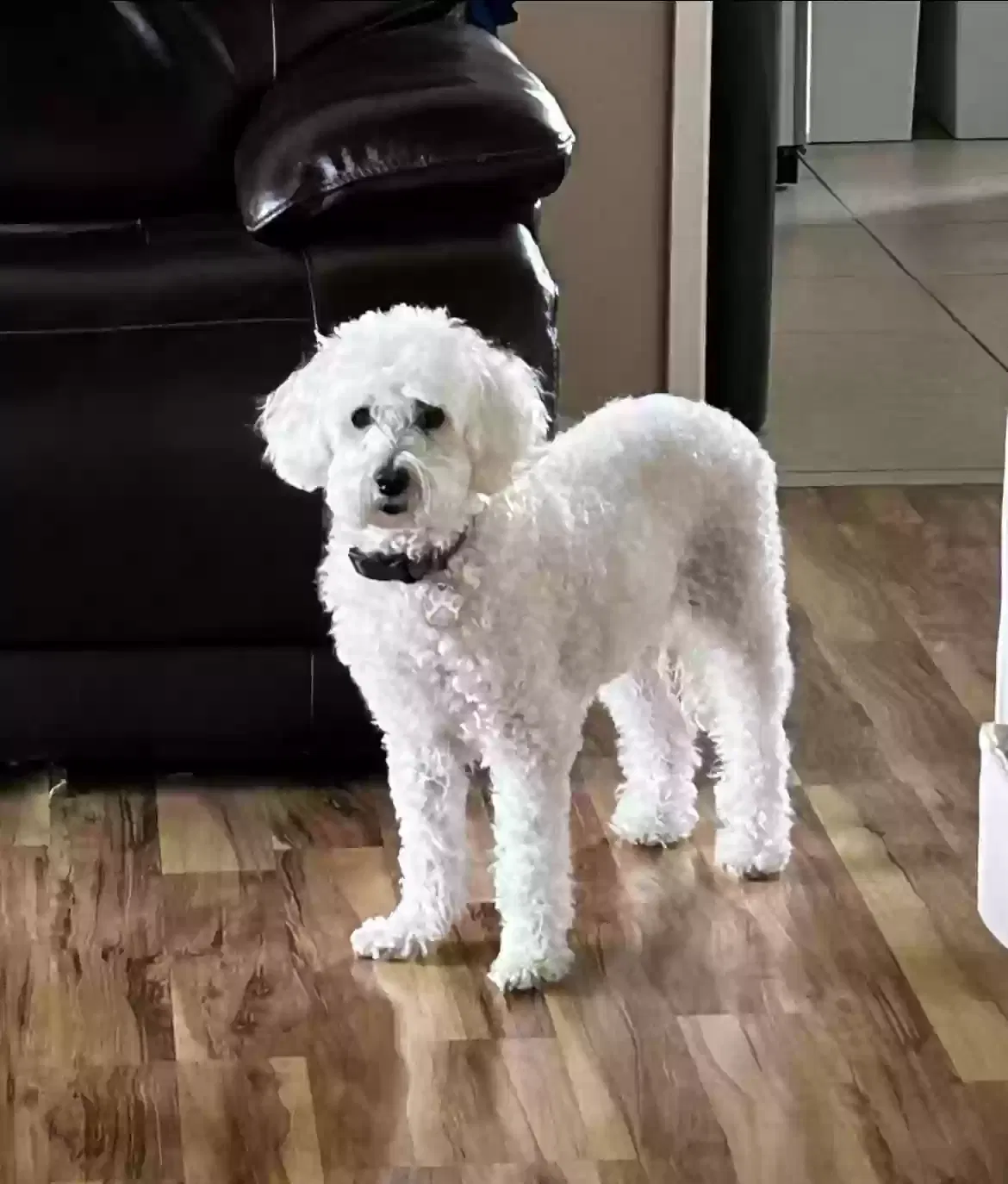Lost dog in Azusa, CA, 91702