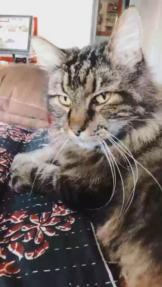Lost cat in Lancaster, PA, 17603