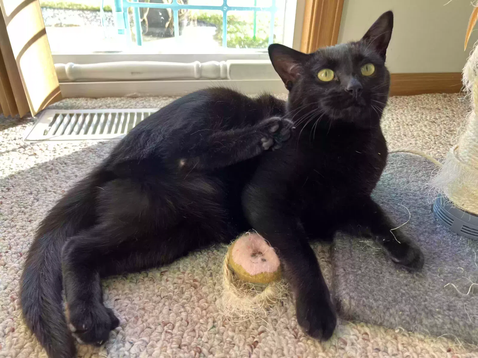 Lost cat in Saginaw, MI, 48604