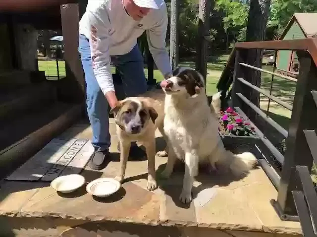 Found dog in Mount Vernon, TX, 75457