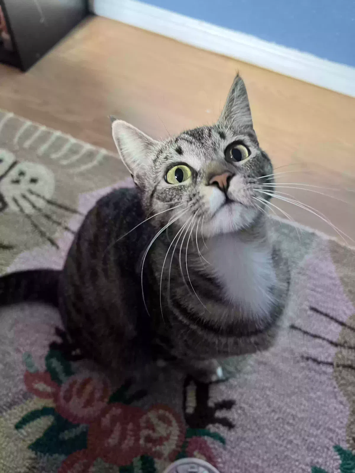 Lost cat in Long Beach, CA, 90810