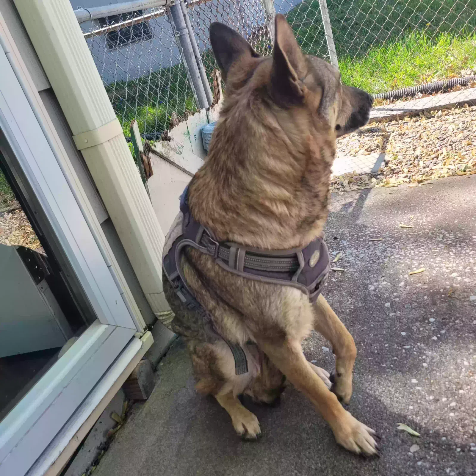 Found dog in Independence, MO, 64052