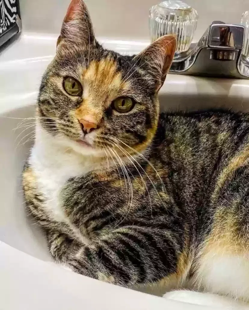 Lost cat in Ashburn, VA, 20147