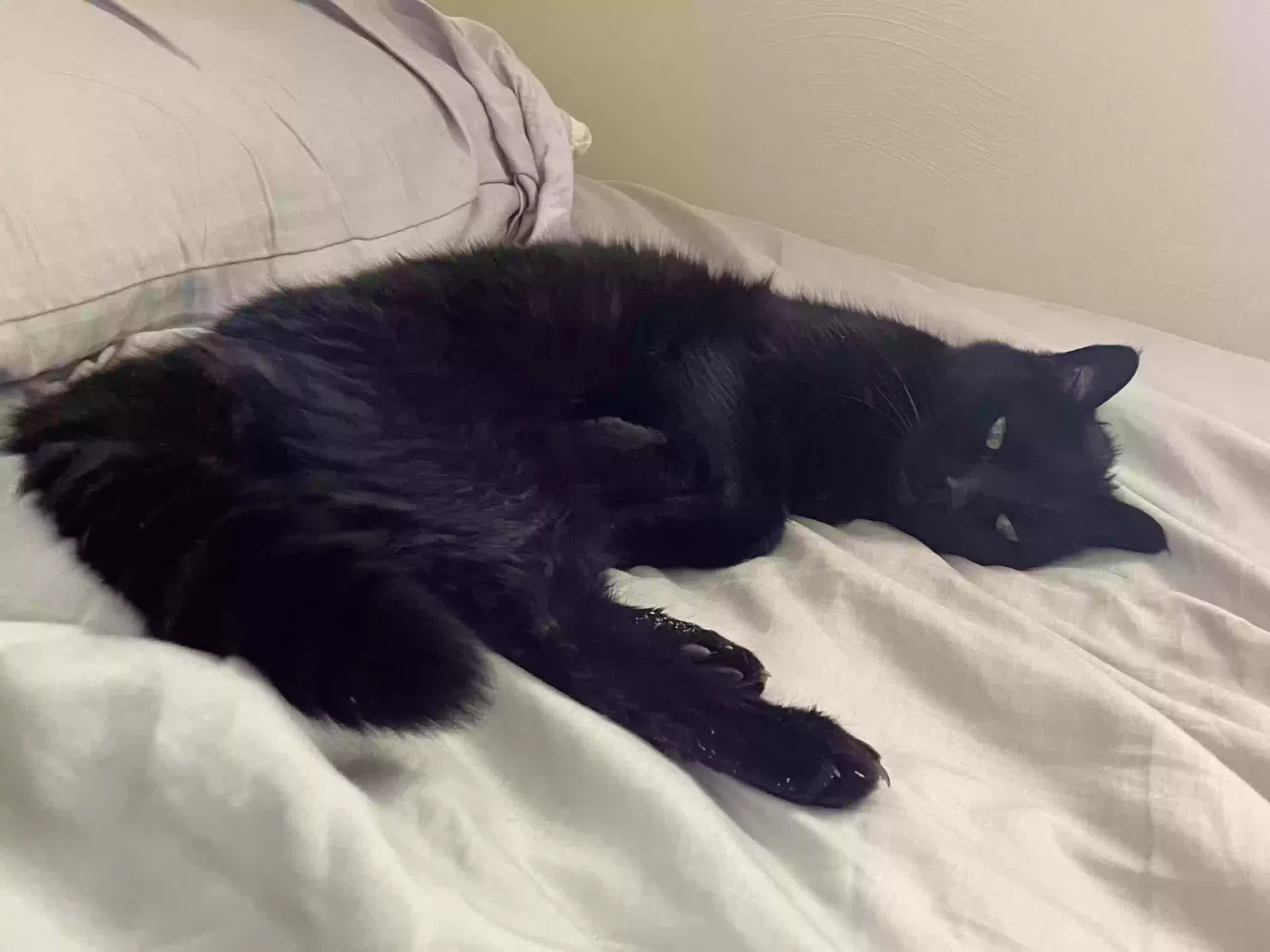 Lost cat in Youngstown, OH, 44514