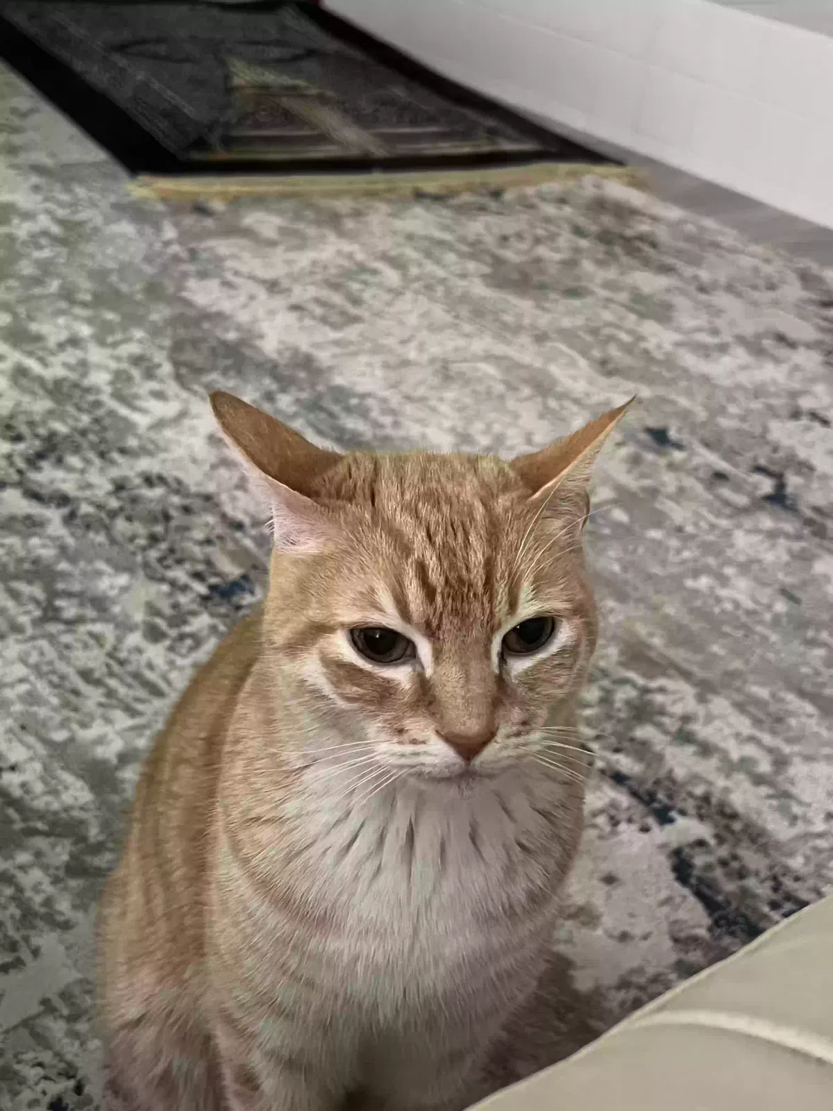 Lost cat in Woodland Hills, CA, 91364