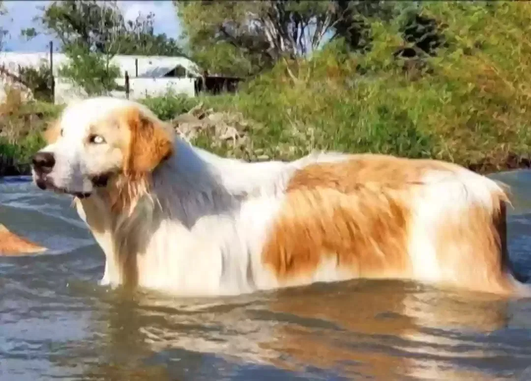Lost dog in Mathis, TX, 78368