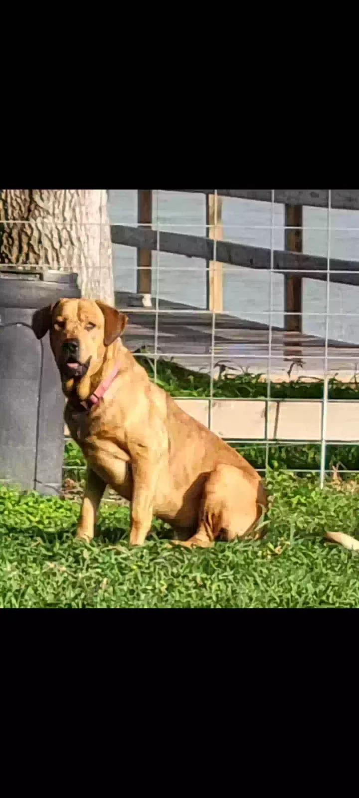 Lost dog in Mathis, TX, 78368