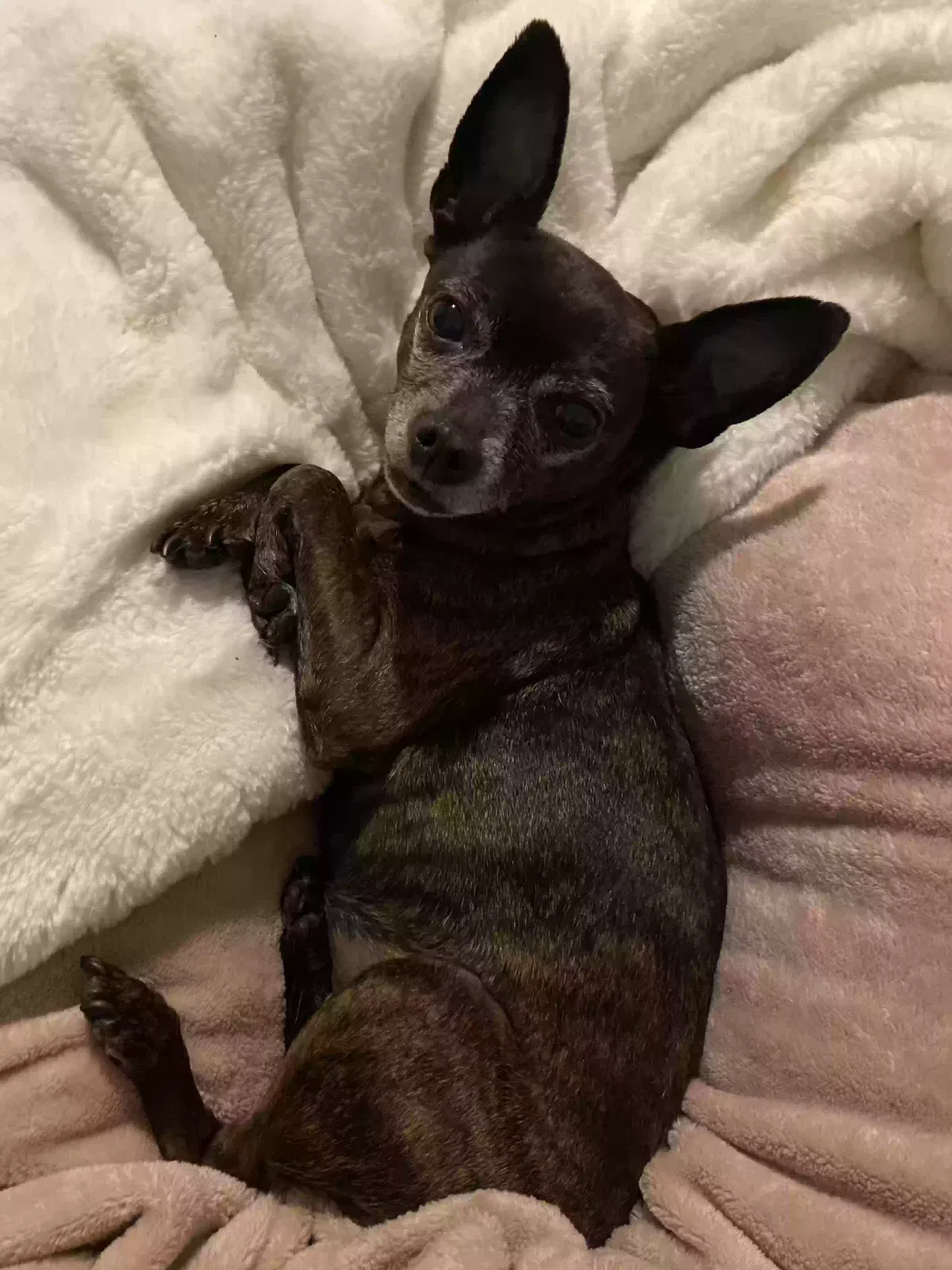 Lost dog in Portland, OR, 97266