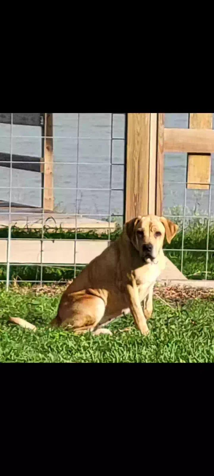 Lost dog in Mathis, TX, 78368