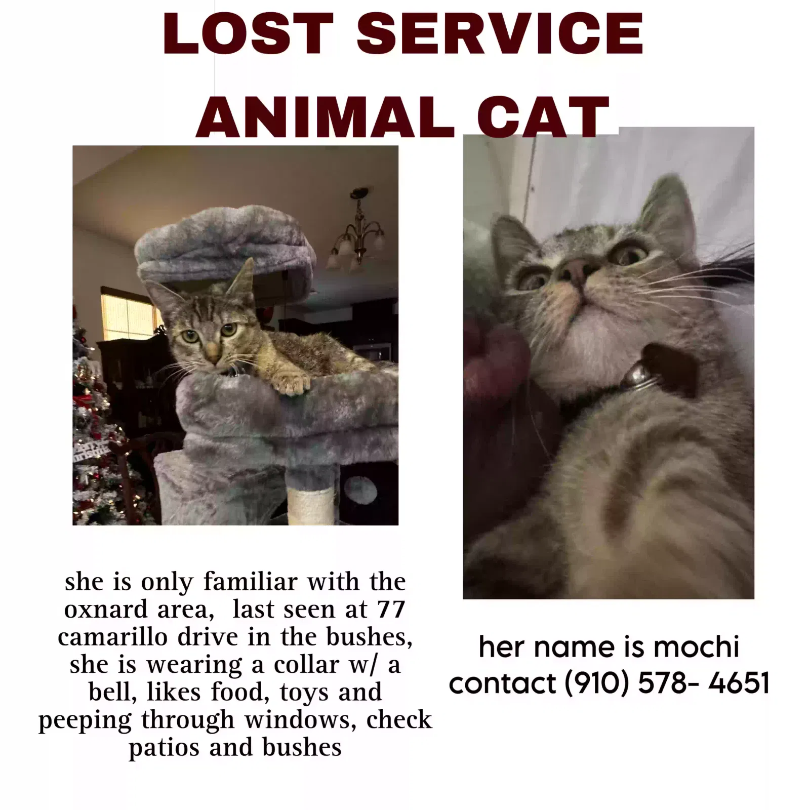 Lost cat in Camarillo, CA, 93010
