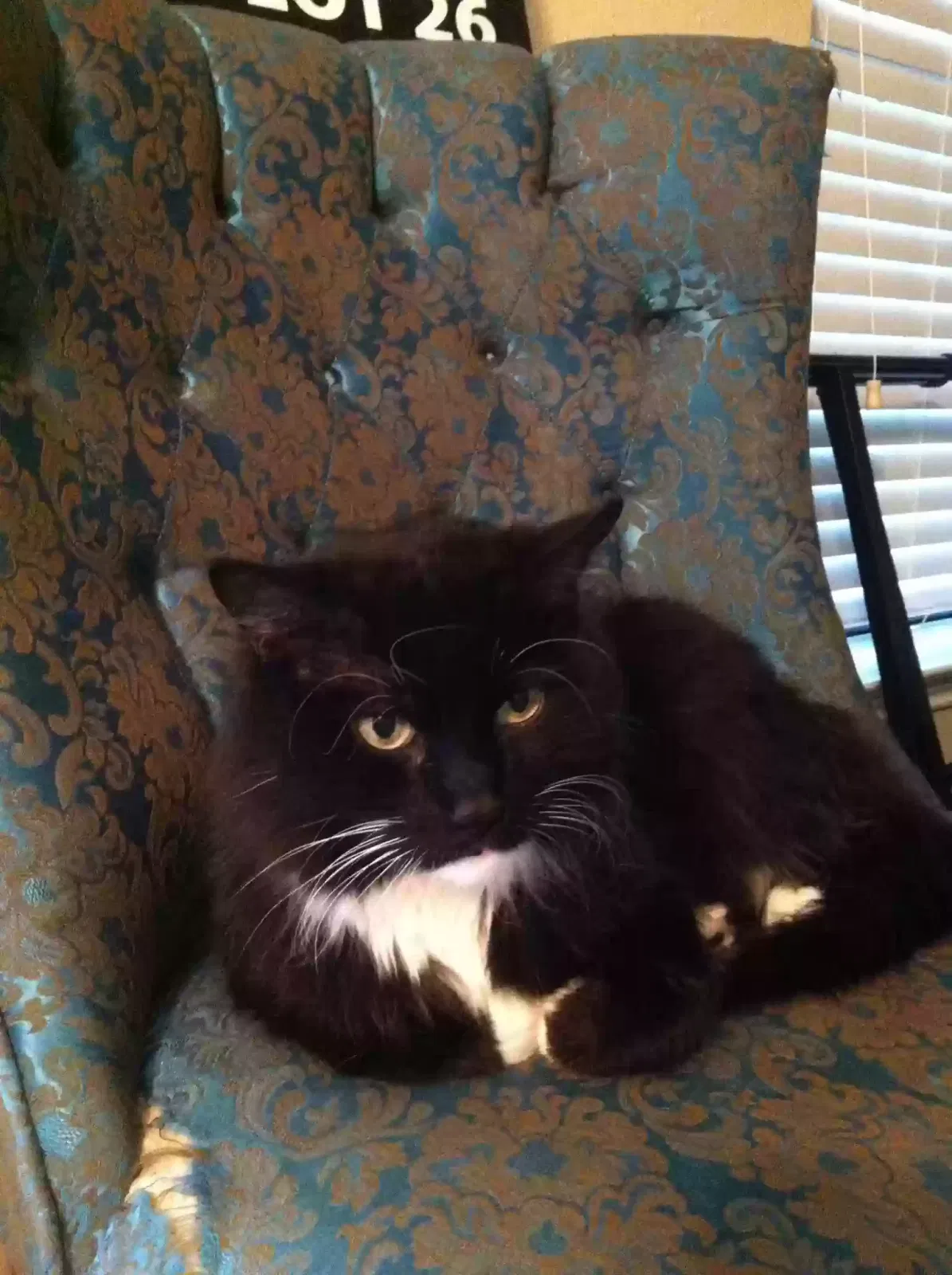 Lost cat in Denton, TX, 76201