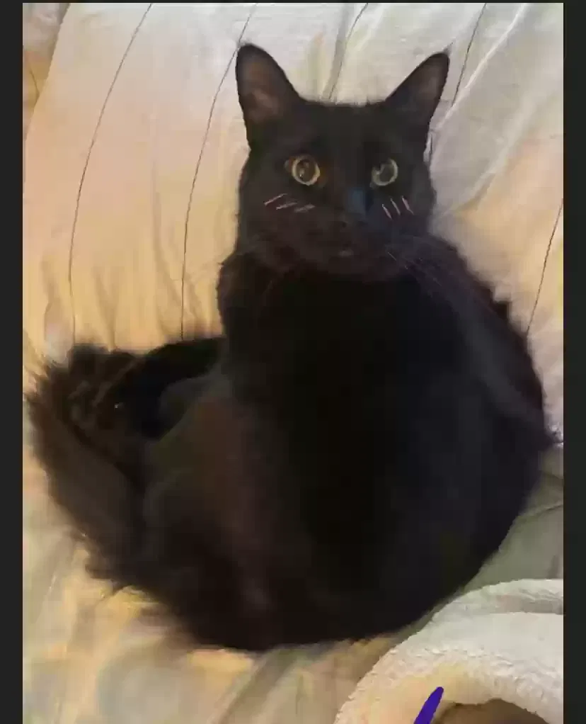 Lost cat in Fairfield, CA, 94533