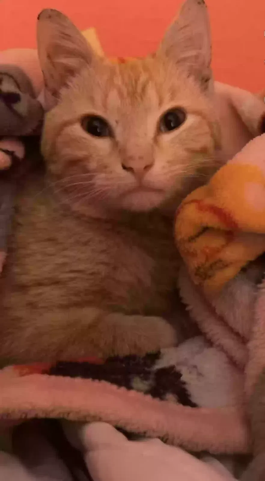 Lost cat in Atlanta, GA, 30337
