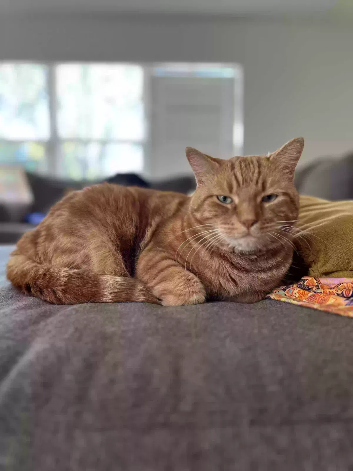Lost cat in Spring, TX, 77373