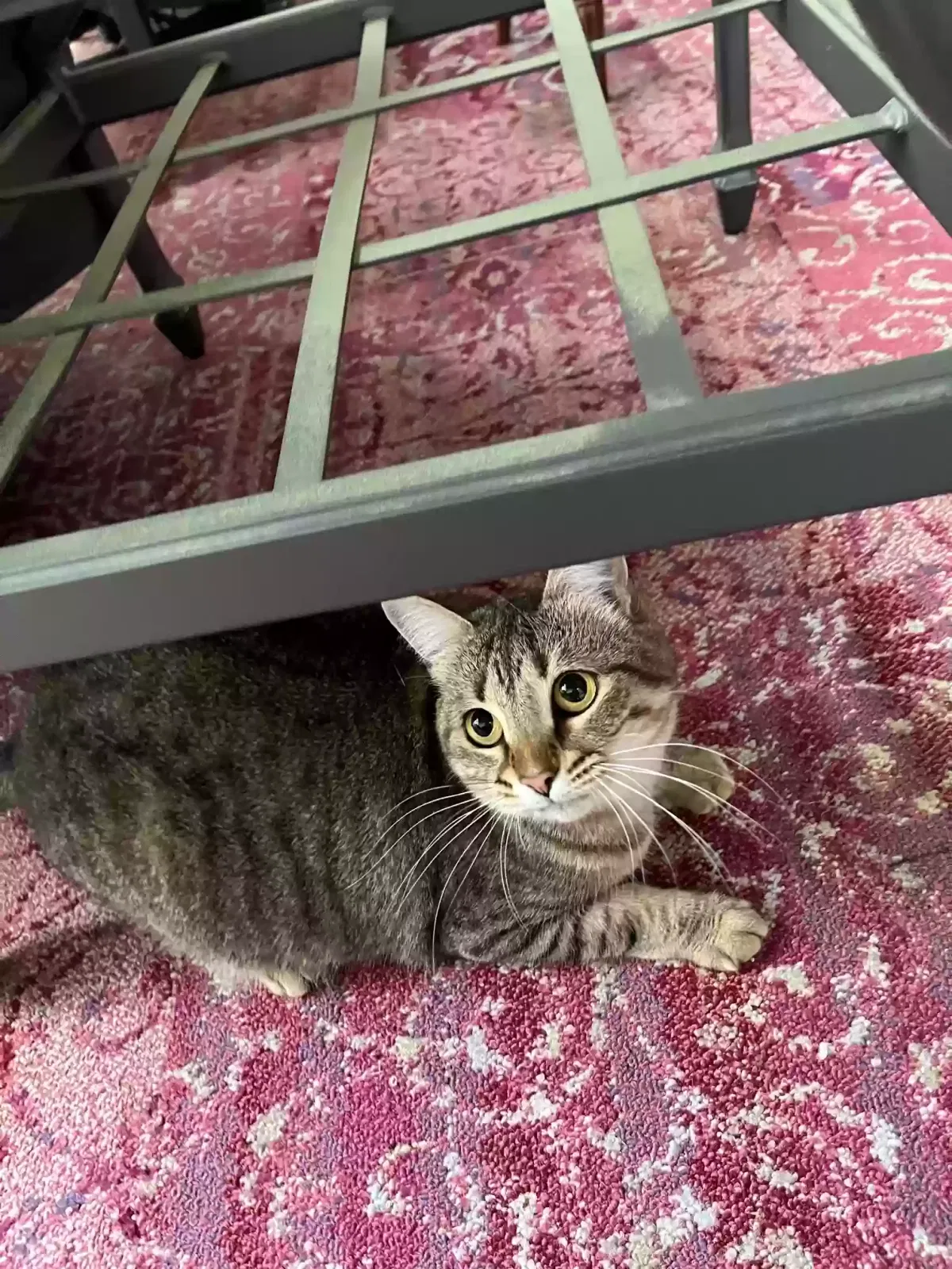 Lost cat in Cary, NC, 27518