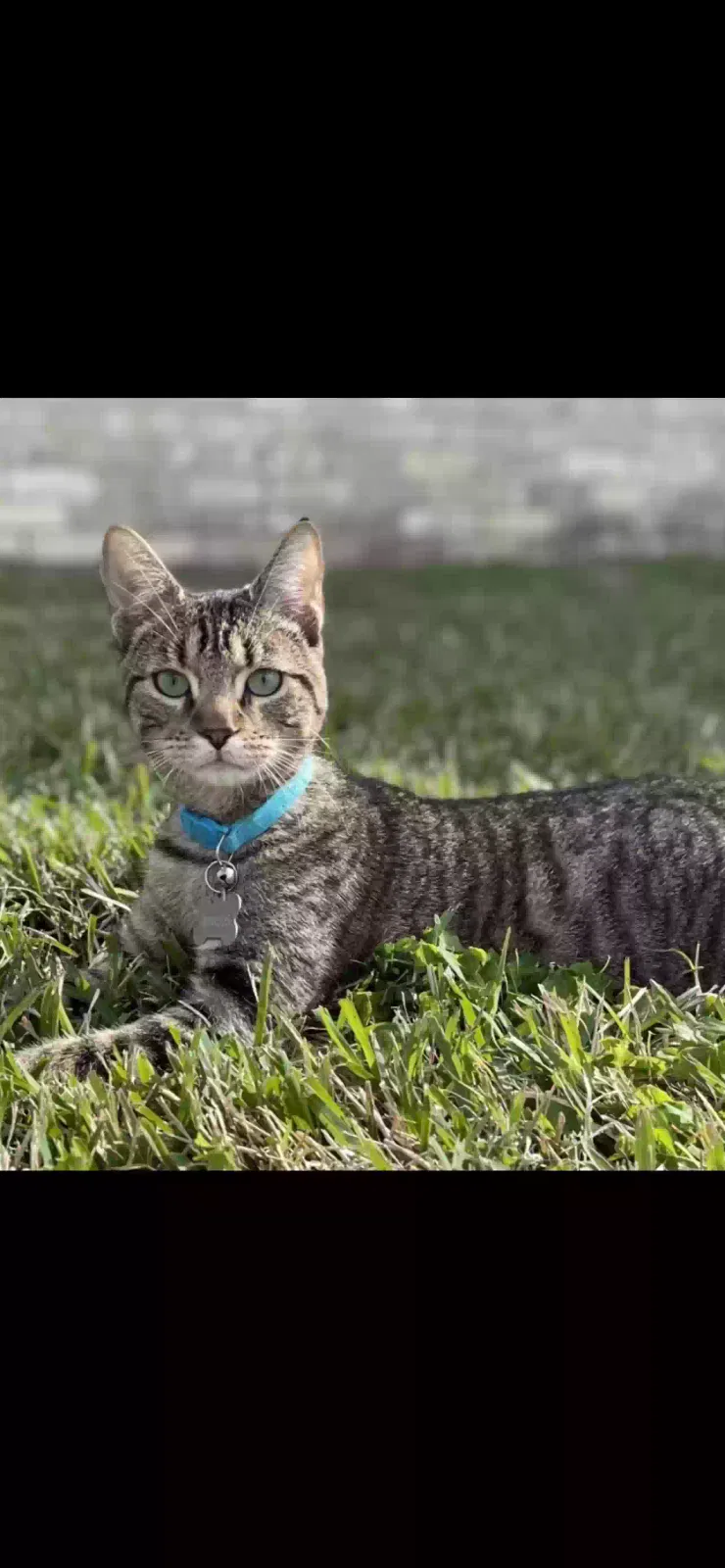 Lost cat in League City, TX, 77573