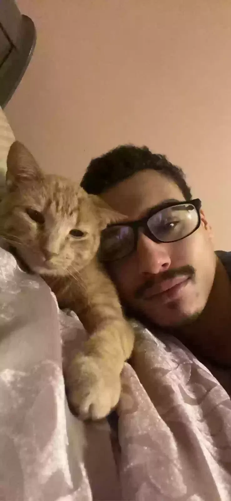 Lost cat in Indianapolis, IN, 46239
