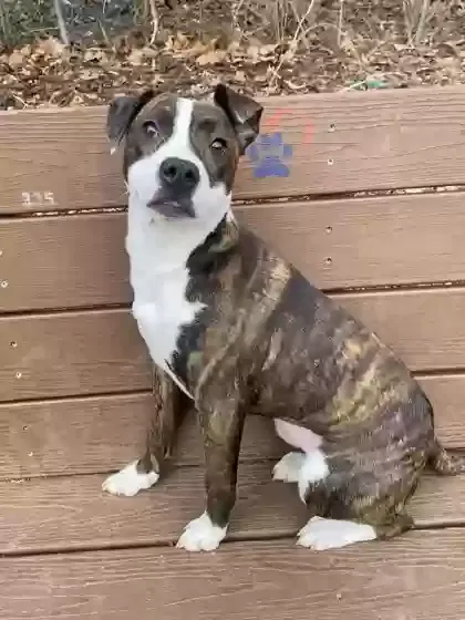 Lost dog in Lafayette, IN, 47909