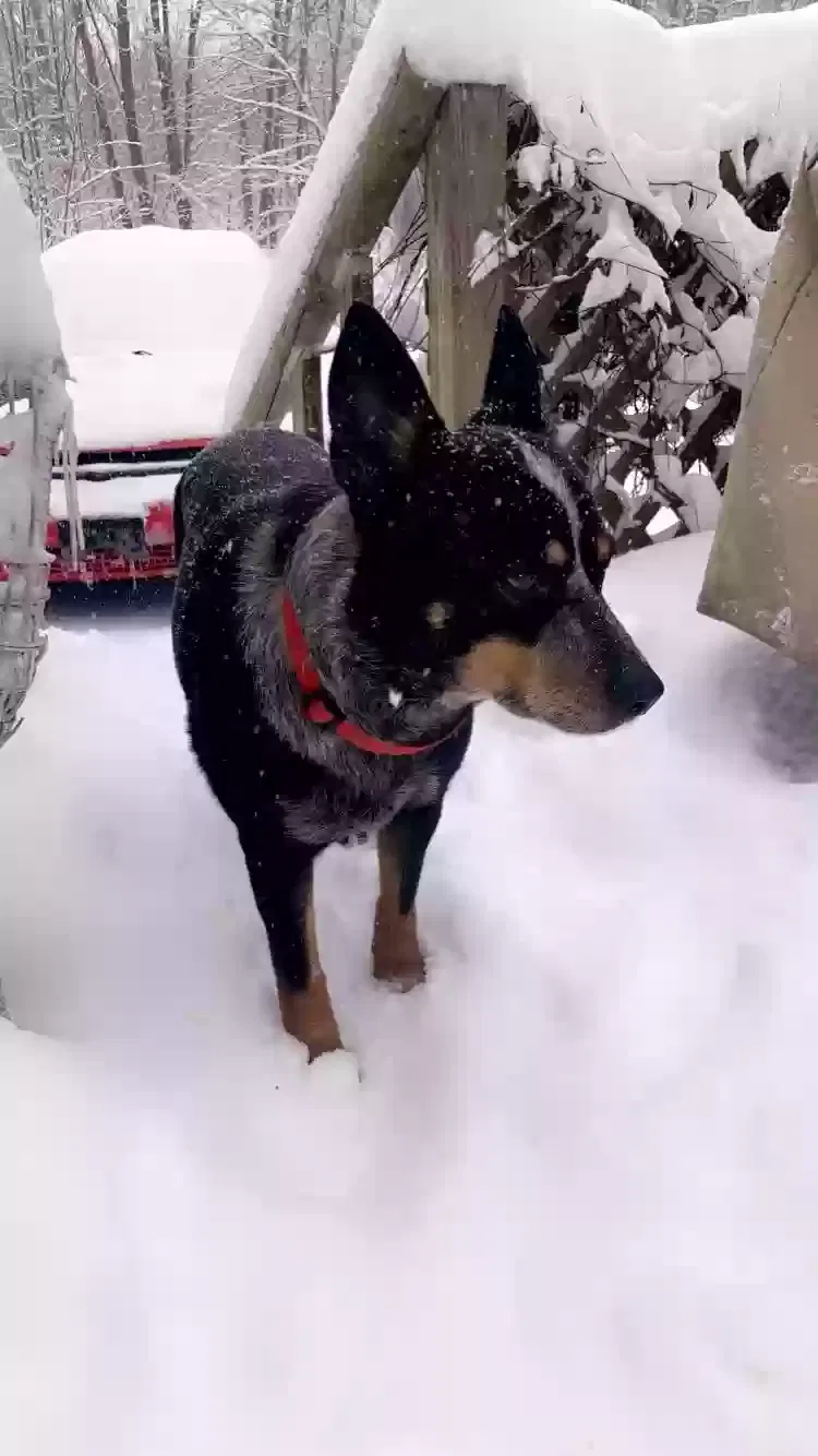 Lost dog in Andrews, IN, 46702