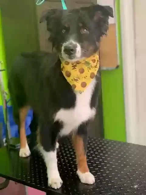 Lost dog in Bakersfield, CA, 93304