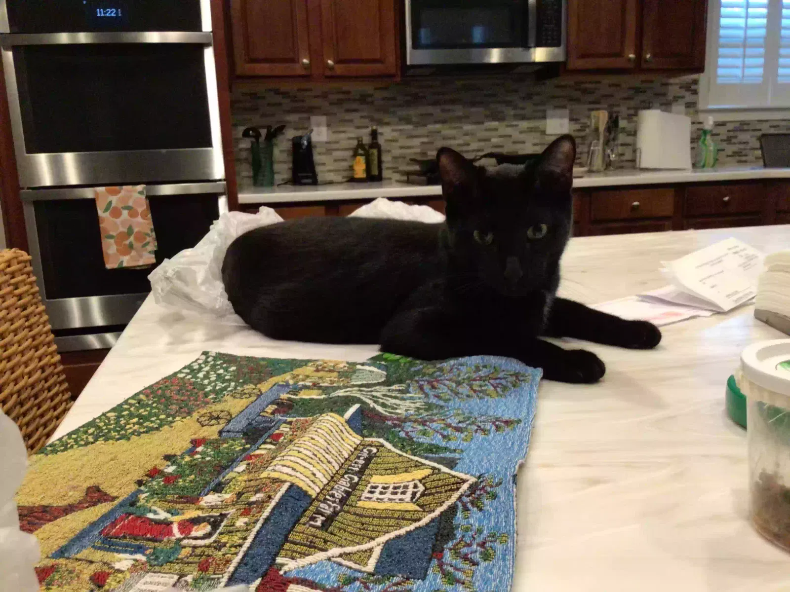 Lost cat in Atlanta, GA, 30349