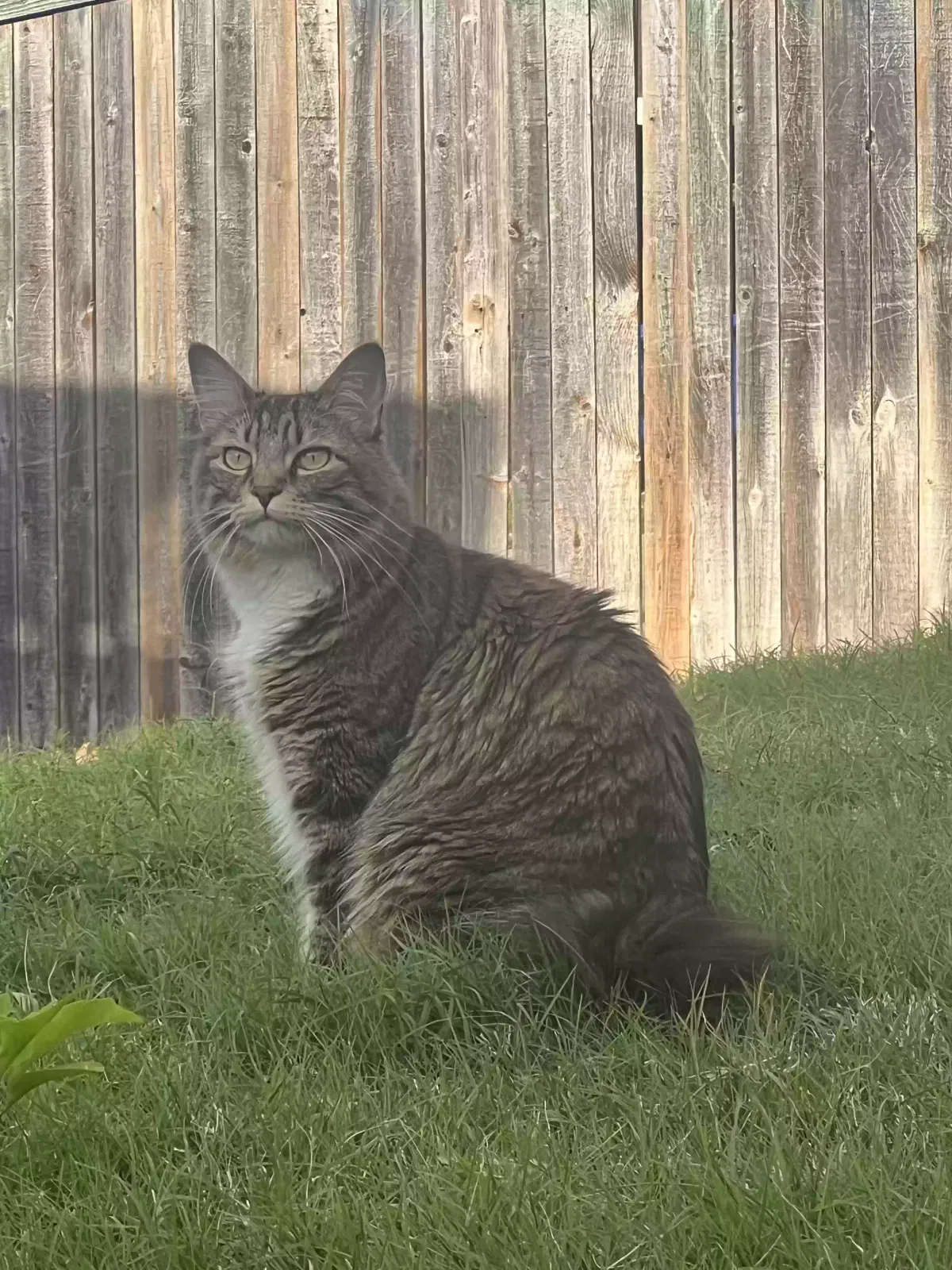 Lost cat in Carrollton, TX, 75006