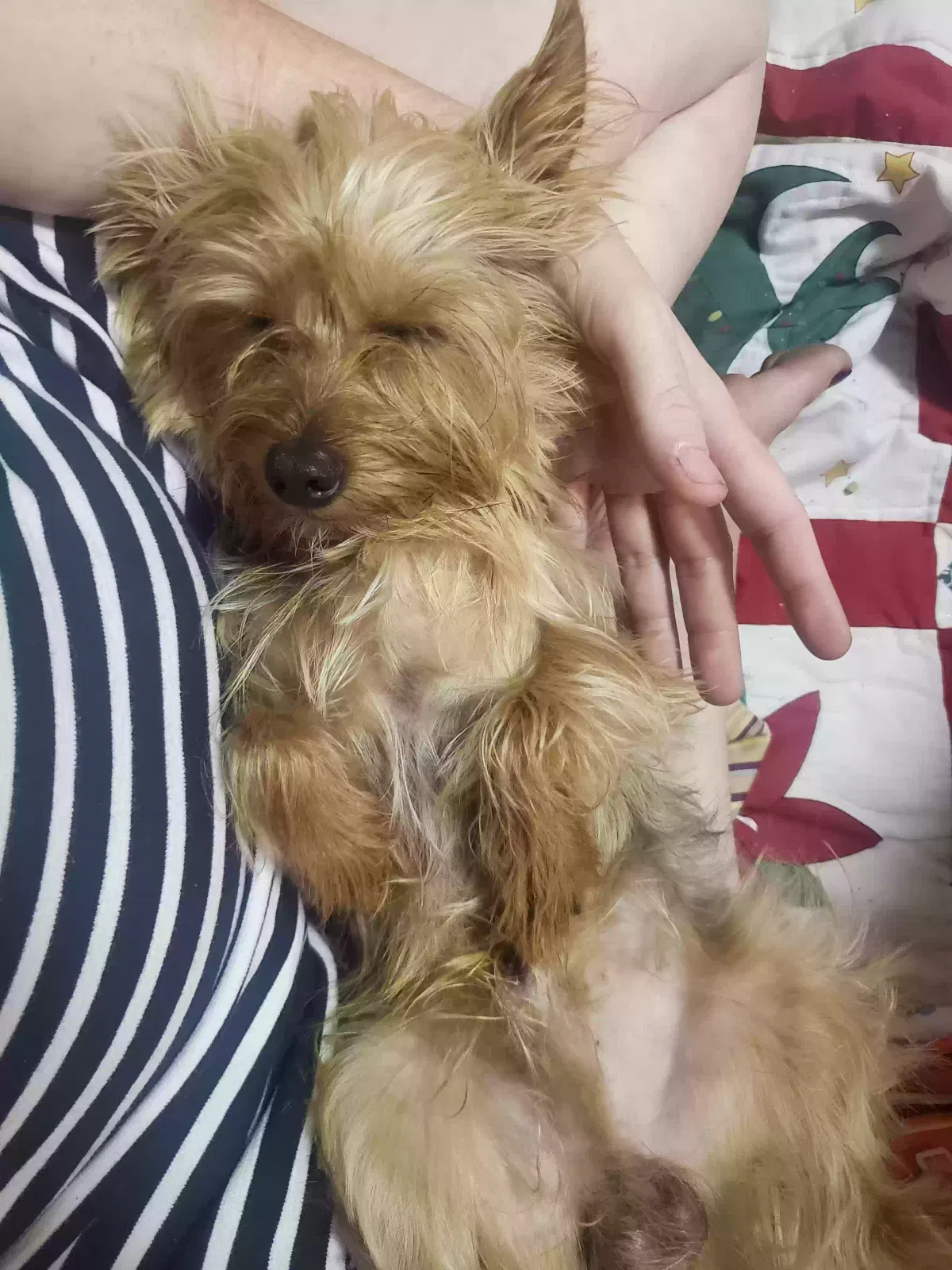 Lost dog in Pomona, CA, 91766