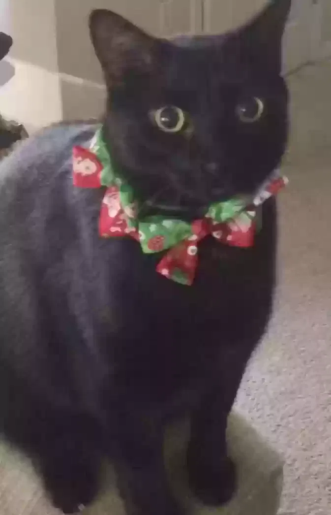 Lost cat in Winter Springs, FL, 32708