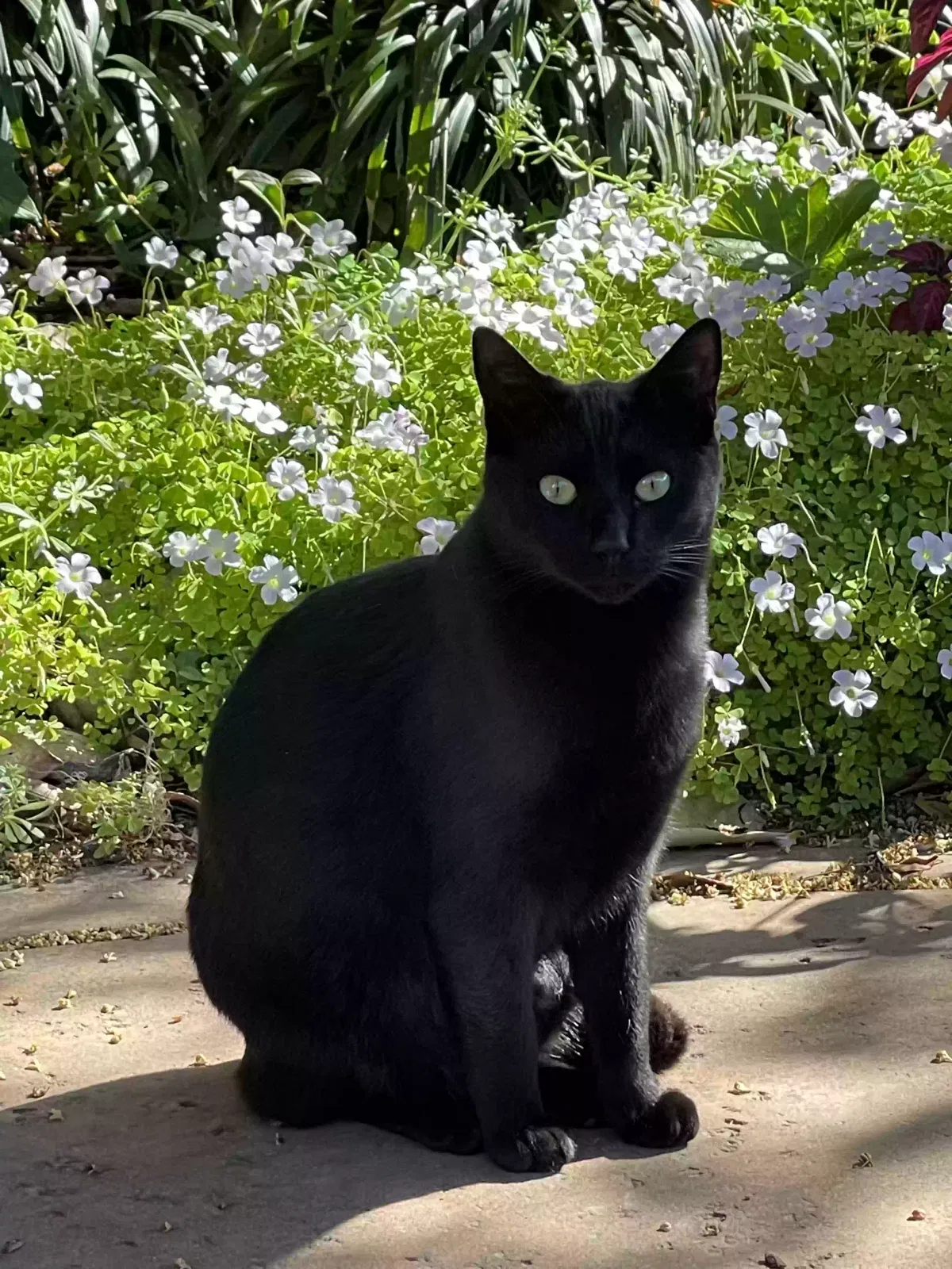 Lost cat in Stockton, CA, 95204
