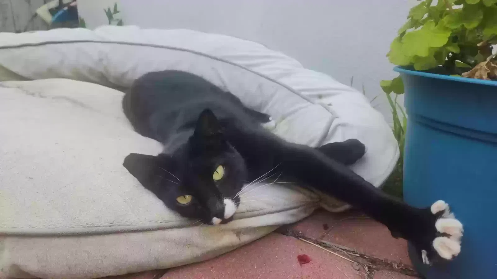 Lost cat in San Diego, CA, 92109