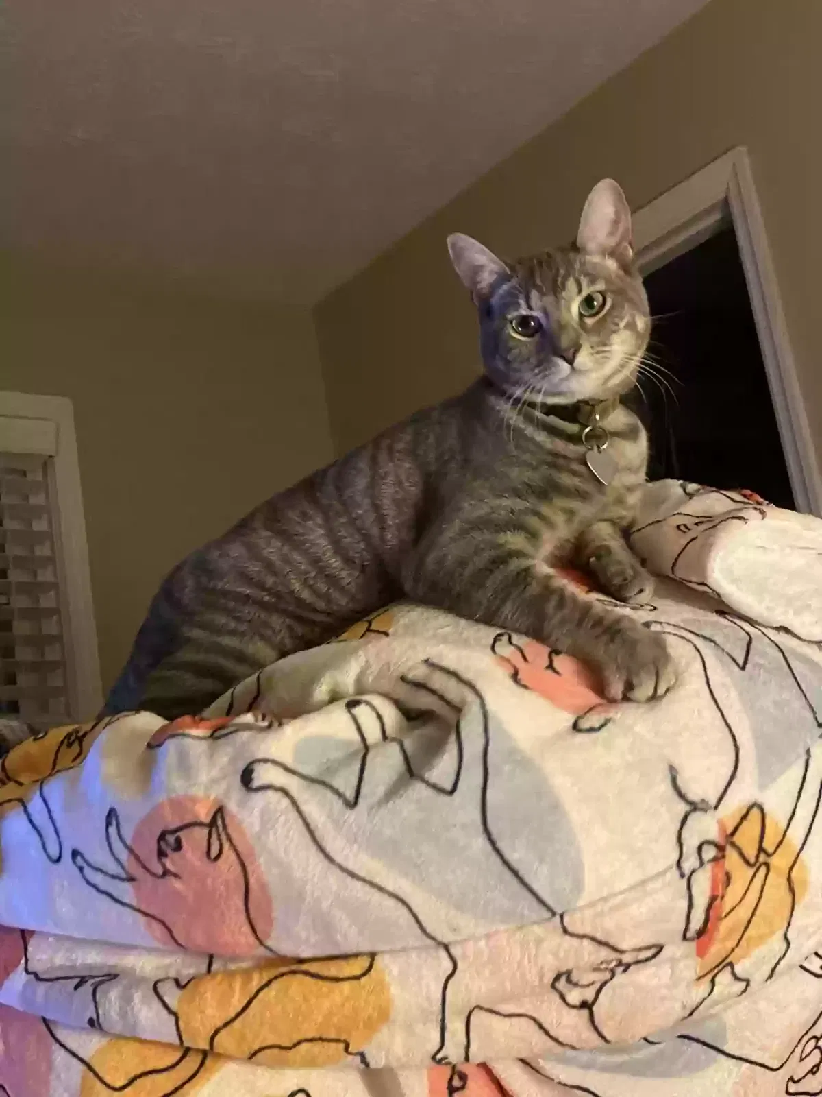 Lost cat in Buford, GA, 30519