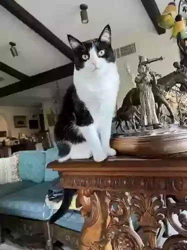 Lost cat in Paradise Valley, AZ, 85253