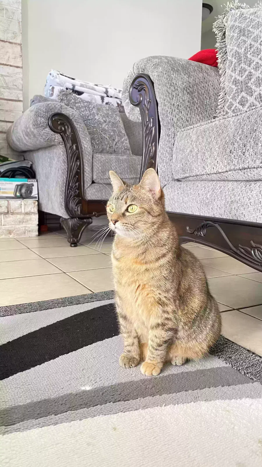 Lost cat in Clarksville, TN, 37042
