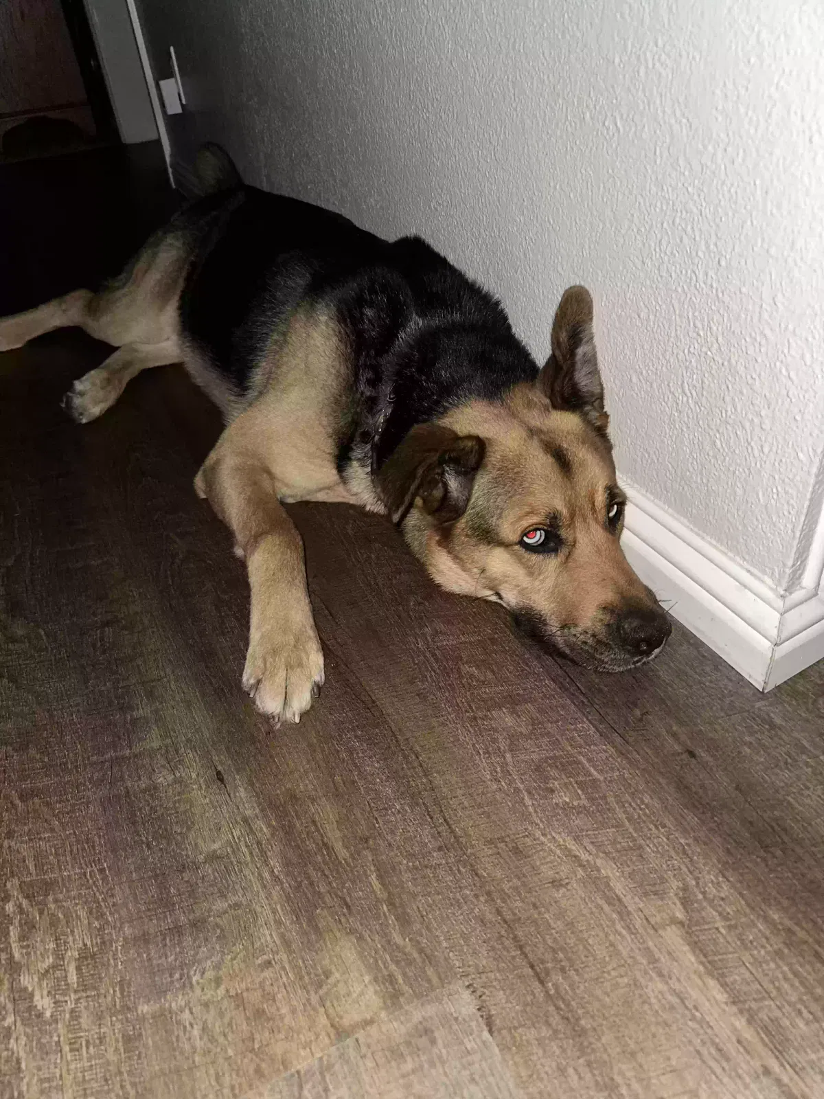 Found dog in Redlands, CA, 92373