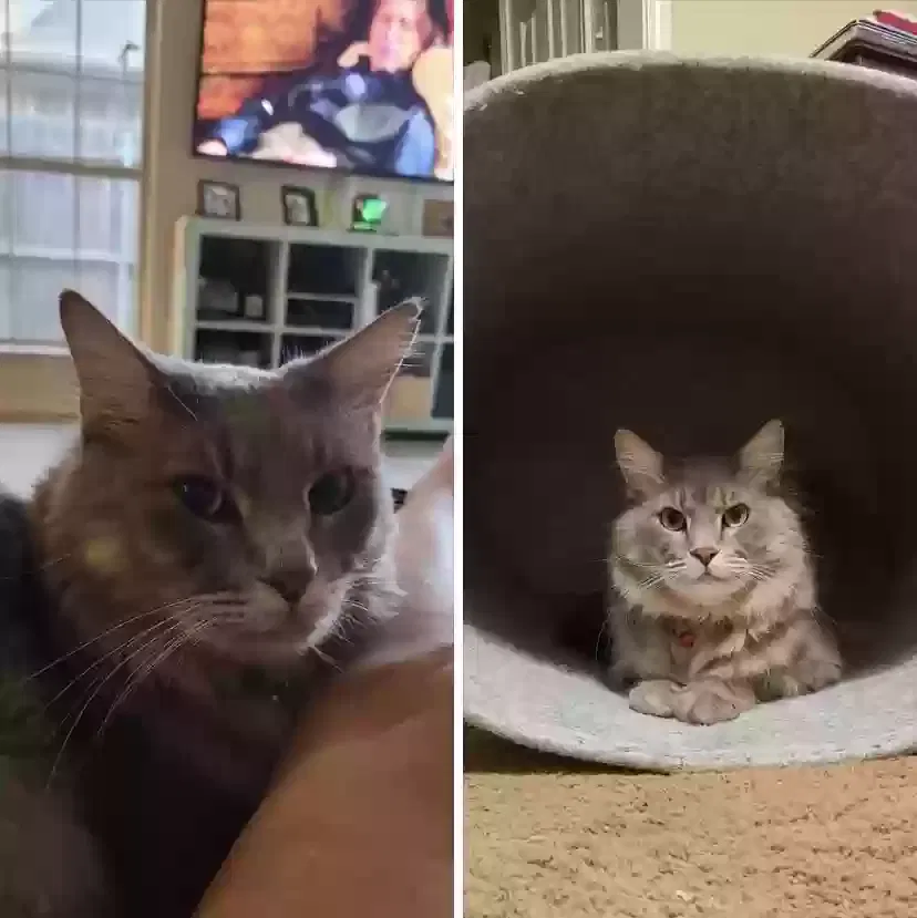 Lost cat in North Richland Hills, TX, 76182